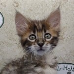 Savannah F-4SBT Brown Spotted female DOB 4-10-23