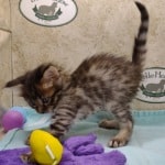 Savannah F-4SBT Brown Spotted female DOB 4-10-23