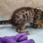 Savannah F-4SBT Brown Spotted female DOB 4-10-23
