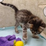 Savannah F-4SBT Brown Spotted female DOB 4-10-23
