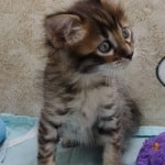 Savannah F-4SBT Brown Spotted female DOB 4-10-23