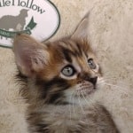 Savannah F-4SBT Brown Spotted female DOB 4-10-23