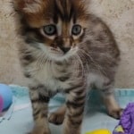 Savannah F-4SBT Brown Spotted female DOB 4-10-23