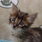 Savannah F-4SBT Brown Spotted female DOB 4-10-23