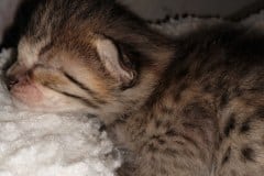 Lilo Savannah F-4SBT Brown Spotted female #1 DOB 2-14-20