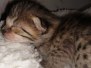 Lilo Savannah F-4SBT Brown Spotted female #1 DOB 2-14-20