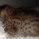 Savannah, F-4SBT, BST, female, DOB 2-14-20