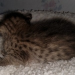 Savannah, F-4SBT, BST, female, DOB 2-14-20