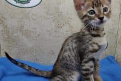 Savannah F-4SBT Brown Spotted Female #2 DOB 4-10-23