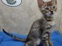 Savannah F-4SBT Brown Spotted Female #2 DOB 4-10-23