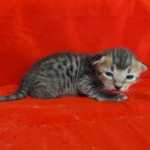 Savannah F-4SBT Brown Spotted female DOB 4-10-23