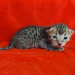 Savannah F-4SBT Brown Spotted female DOB 4-10-23