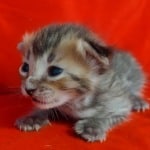 Savannah F-4SBT Brown Spotted female DOB 4-10-23