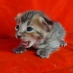 Savannah F-4SBT Brown Spotted female DOB 4-10-23