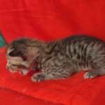 Savannah F-4SBT Brown Spotted female DOB 4-10-23