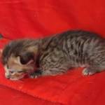 Savannah F-4SBT Brown Spotted female DOB 4-10-23