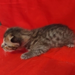 Savannah F-4SBT Brown Spotted female DOB 4-10-23