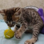 Savannah F-4SBT Brown Spotted female DOB 4-10-23