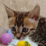 Savannah F-4SBT Brown Spotted female DOB 4-10-23