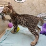 Savannah F-4SBT Brown Spotted female DOB 4-10-23