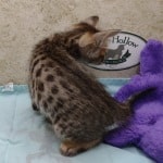 Savannah F-4SBT Brown Spotted female DOB 4-10-23