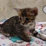 Savannah F-4SBT Brown Spotted female DOB 4-10-23