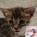 Savannah F-4SBT Brown Spotted female DOB 4-10-23