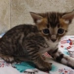 Savannah F-4SBT Brown Spotted female DOB 4-10-23