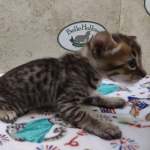 Savannah F-4SBT Brown Spotted female DOB 4-10-23