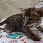 Savannah F-4SBT Brown Spotted female DOB 4-10-23