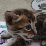 Savannah F-4SBT Brown Spotted female DOB 4-10-23