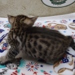 Savannah F-4SBT Brown Spotted female DOB 4-10-23