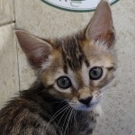 Savannah F-4SBT Brown Spotted female DOB 4-10-23