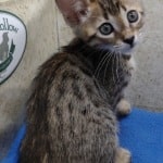 Savannah F-4SBT Brown Spotted female DOB 4-10-23