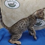 Savannah F-4SBT Brown Spotted female DOB 4-10-23