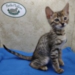 Savannah F-4SBT Brown Spotted female DOB 4-10-23