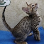 Savannah F-4SBT Brown Spotted female DOB 4-10-23