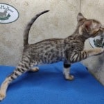 Savannah F-4SBT Brown Spotted female DOB 4-10-23