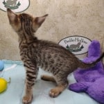 Savannah F-4SBT Brown Spotted female DOB 4-10-23