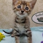 Savannah F-4SBT Brown Spotted female DOB 4-10-23