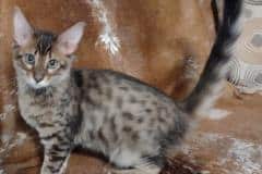 Savannah F-4SBT Brown Spotted Female #4 DOB 4-10-23