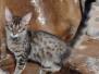 Savannah F-4SBT Brown Spotted Female #4 DOB 4-10-23