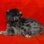 Savannah F-4SBT Brown Spotted female DOB 4-10-23