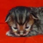 Savannah F-4SBT Brown Spotted female DOB 4-10-23