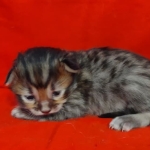 Savannah F-4SBT Brown Spotted female DOB 4-10-23