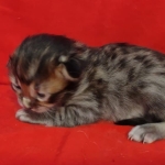 Savannah F-4SBT Brown Spotted female DOB 4-10-23