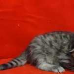 Savannah F-4SBT Brown Spotted female DOB 4-10-23