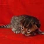 Savannah F-4SBT Brown Spotted female DOB 4-10-23