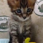 Savannah F-4SBT Brown Spotted female DOB 4-10-23