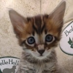 Savannah F-4SBT Brown Spotted female DOB 4-10-23